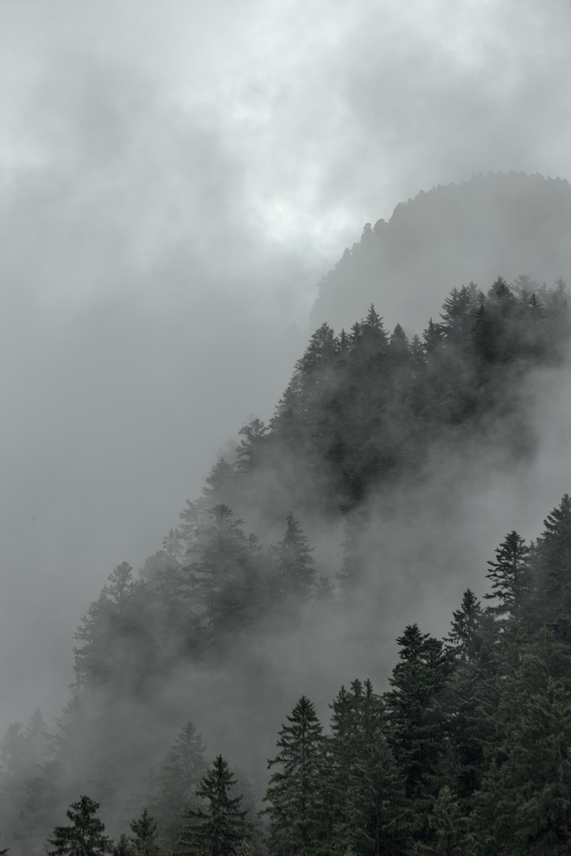 a mountain covered in fog with trees on the side