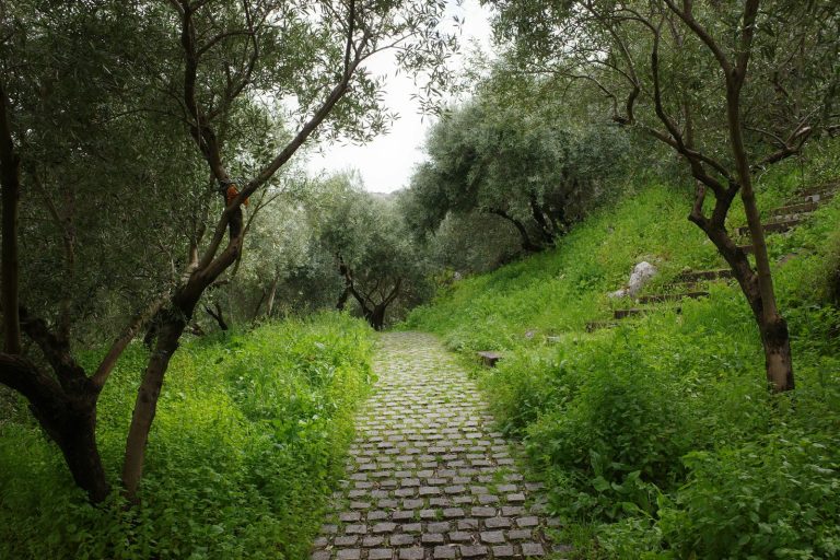 A stone pathway leads through a green forest.