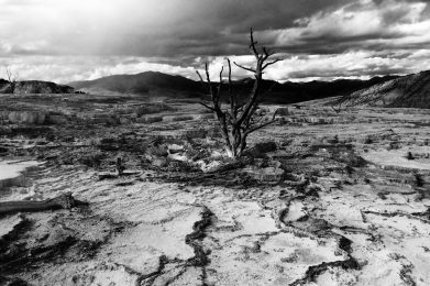 grayscale photo of trees on hill