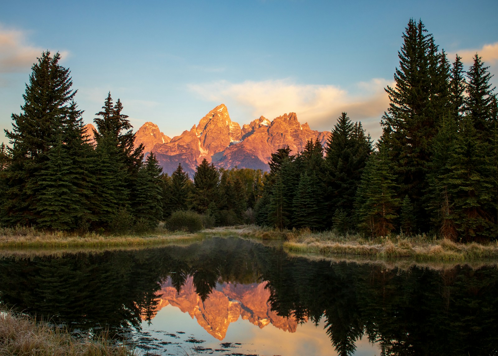 green pine trees near lake during daytime